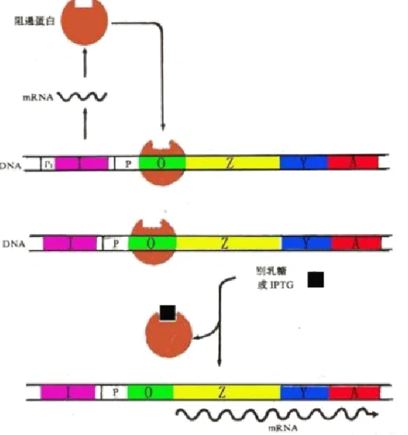 生物技术研发:前沿科技推动生命科学进步